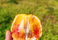 长寿湖血橙批发中
